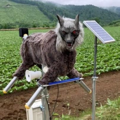 Japão investe em lobos robôs para lidar com ataques de ursos