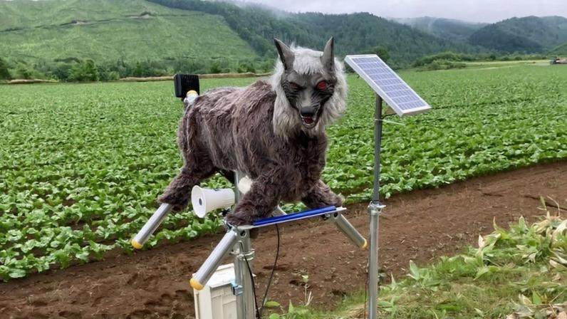 Japão investe em lobos robôs para lidar com ataques de ursos