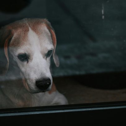 Ansiedade de separação em pets: como identificar e ajudar