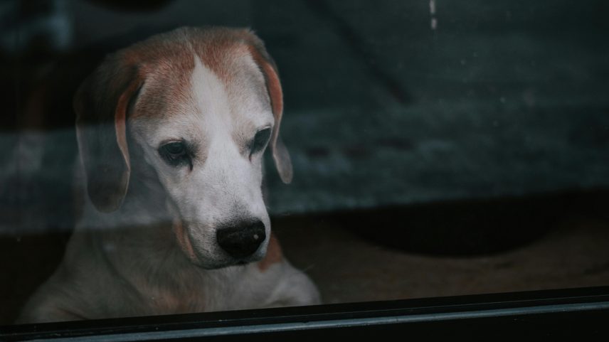 Ansiedade de separação em pets: como identificar e ajudar