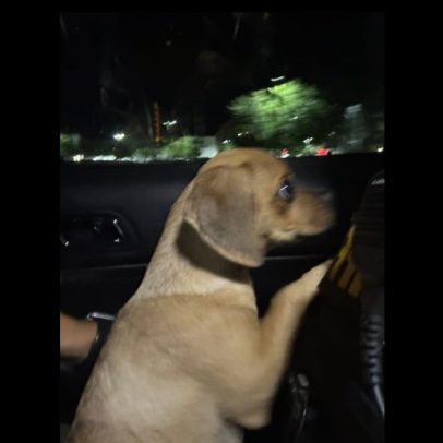 Homem é acusado de estrangular cachorro intoxicado por cocaína