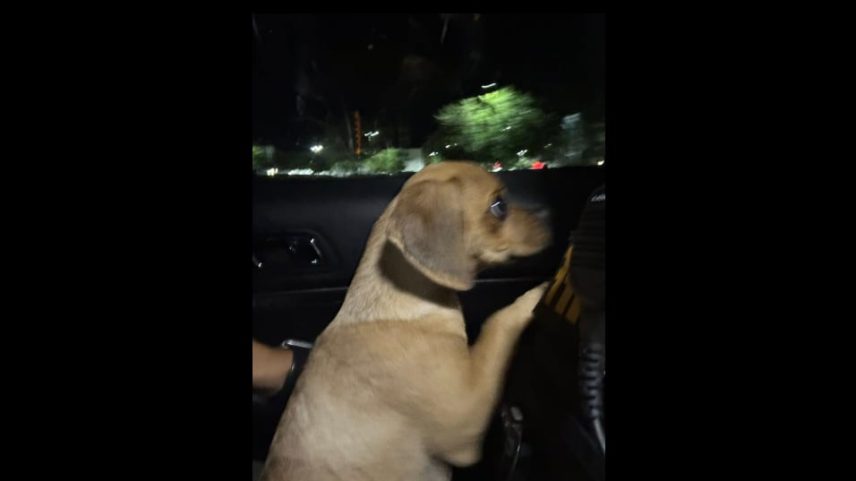 Cachorro permanece sob custódia da Sociedade Protetora dos Animais