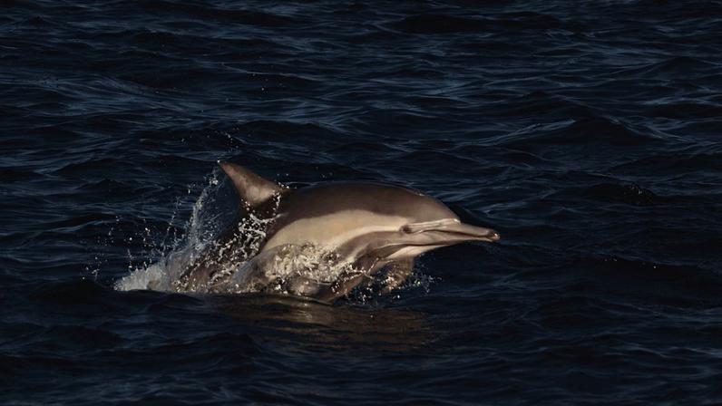 DNA presente na água do mar revela saúde genética de populações de golfinhos. (Imagem: Getty Images via Canva)
