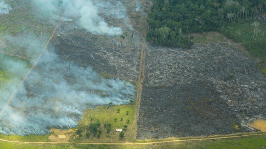 A floresta em pé não concorre apenas com a motosserra; concorre com uma economia do crime que tem financiamento, armas, influência e, muitas vezes, capacidade de se apresentar como atividade legal