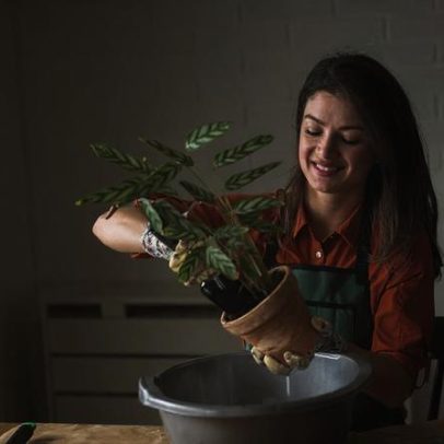 Falar com plantas pode deixá‑las mais saudáveis, mas o que é dito não importa