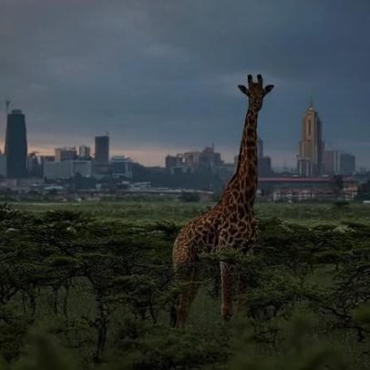 Nairóbi, única capital onde a vida selvagem vive dentro da cidade