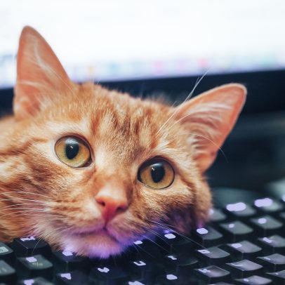 Atalhos de Teclado que Aprendi com Meu Gato