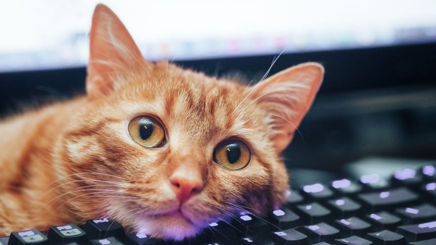 Atalhos de Teclado que Aprendi com Meu Gato