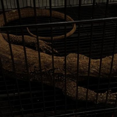 Indonésia desmonta rede de tráfico que visava dragões de Komodo
