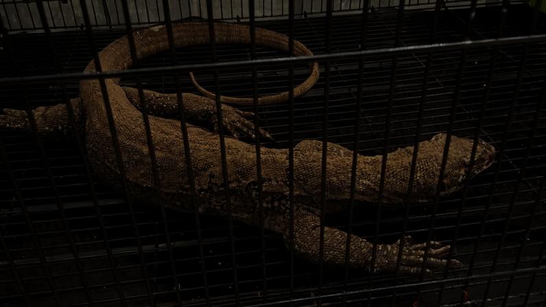 Indonésia desmonta rede de tráfico que visava dragões de Komodo