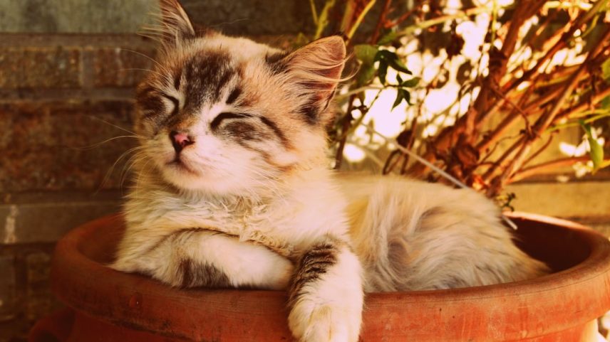 Pet vizinho na minha casa