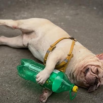 Cão que recolhe garrafas plásticas viraliza na China e recebe ameaças de morte
