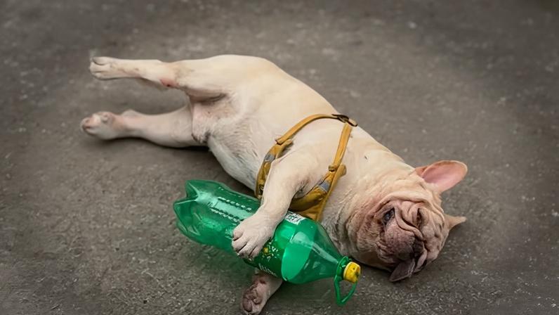 Buldogue francês apelidado de Xiaobai conquistou as redes sociais por recolher garrafas de plástico para o seu dono
