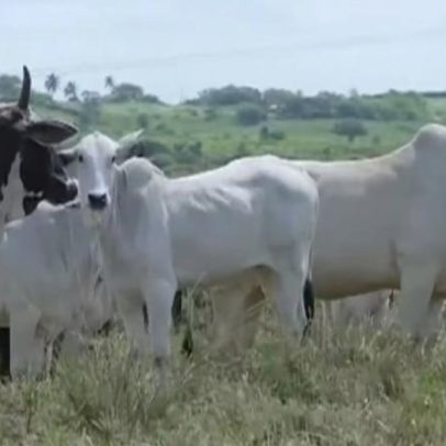 Novo caso de raiva bovina em MT eleva alerta para vacinação de produtores e cães