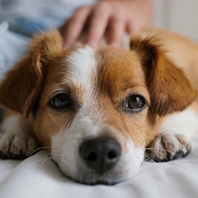 Estudo aponta que cães percebem o estresse dos tutores no trabalho