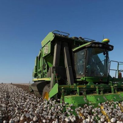 Da guerra à seca nos EUA, alta do algodão favorece produtores brasileiros