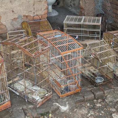Aves silvestres apreendidas em cativeiro ilegal no Sertão da Paraíba