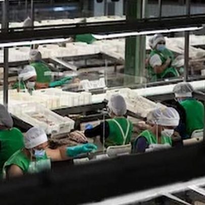 A antiga Pescanova amplia perdas quase nove vezes e segue sem atividade