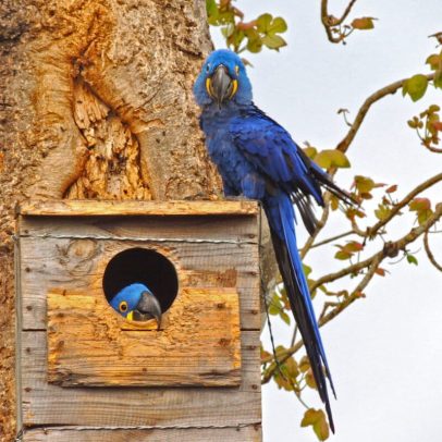 Apreensão de dispositivos de especialista em aves em investigação ligada à Vantara