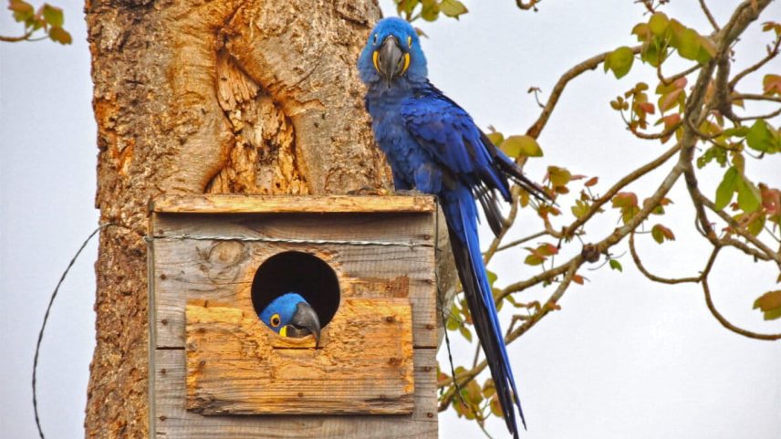 The Lear’s macaw had been at the center of two recent wildlife trafficking cases. Image courtesy of Fernanda Fontoura.