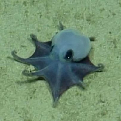Nova espécie de polvo minúsculo é descoberta nas Ilhas Galápagos