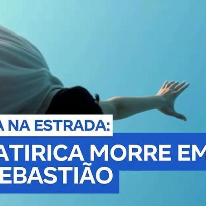 Morte de jaguatirica em São Sebastião aumenta alerta sobre rodovias do Litoral Norte