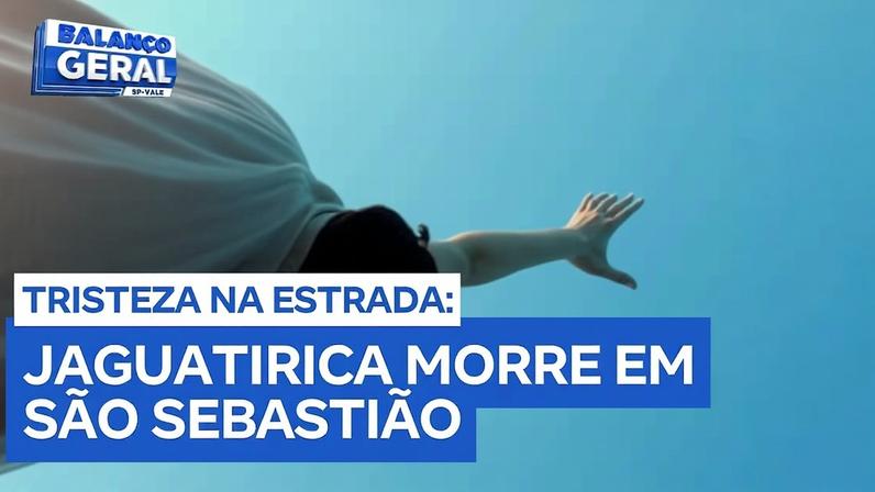 Morte de jaguatirica em São Sebastião aumenta alerta sobre rodovias do Litoral Norte