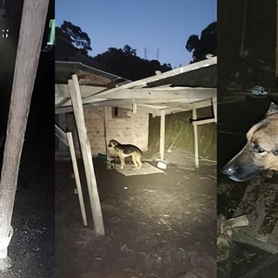 Polícia resgata animais e prende mulher por maus-tratos em Porto Alegre