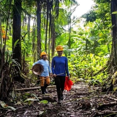 Brasil busca liderança na bioeconomia, 8% das empresas priorizam biodiversidade
