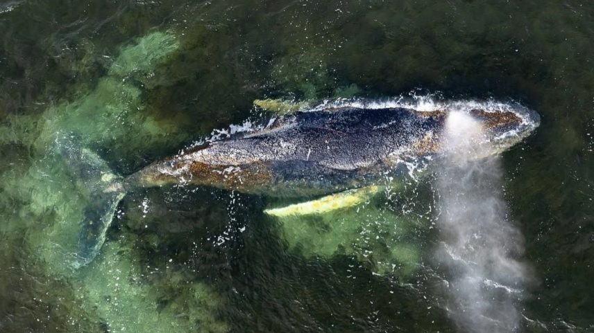 Baleia estava enfraquecida devido ao tempo que ficou encalhada no Mar Báltico