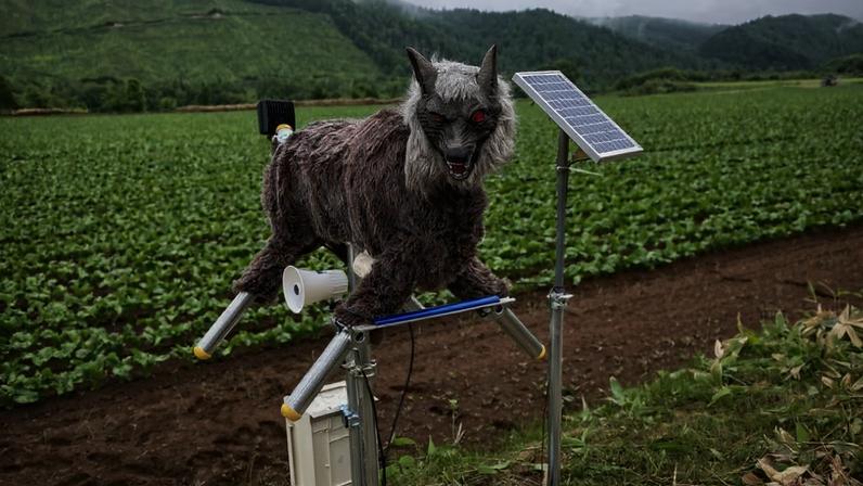 Robô japonês chamado 'Monster Wolf' é usado para afugentar ursos no país