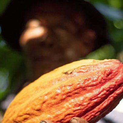 Dengo aposta em cacau de qualidade para crescer, indo contra o sabor chocolate