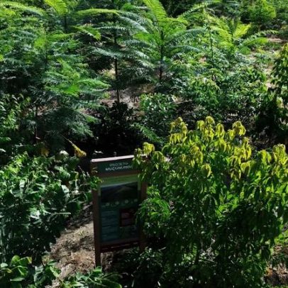 Restauração florestal na Bahia recebe R$ 87,2 milhões do Fundo Clima