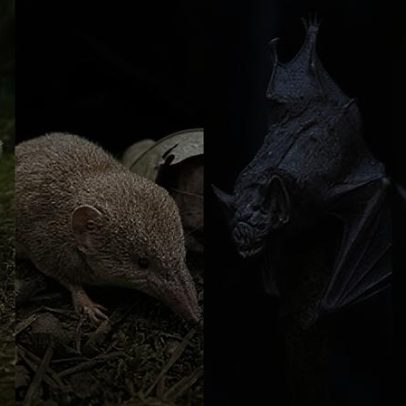 Mamíferos venenosos: espécies que desafiam a lógica natural