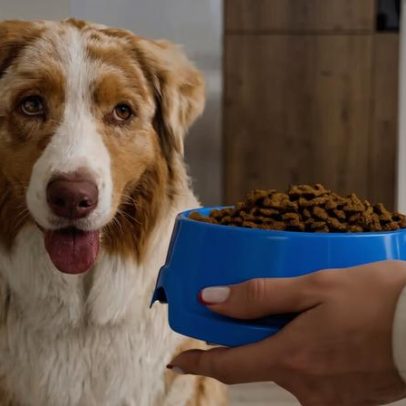 Seis dicas para estimular o apetite de cães