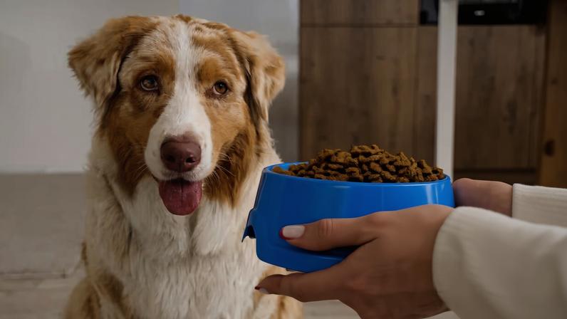 Cachorro sem fome: 6 dicas para melhorar o apetite do animal