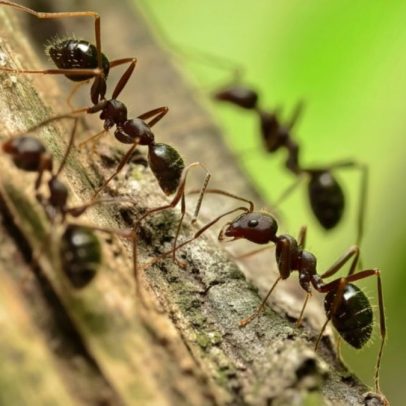 Formigas amputam patas de colegas para evitar infecção e salvar a colônia