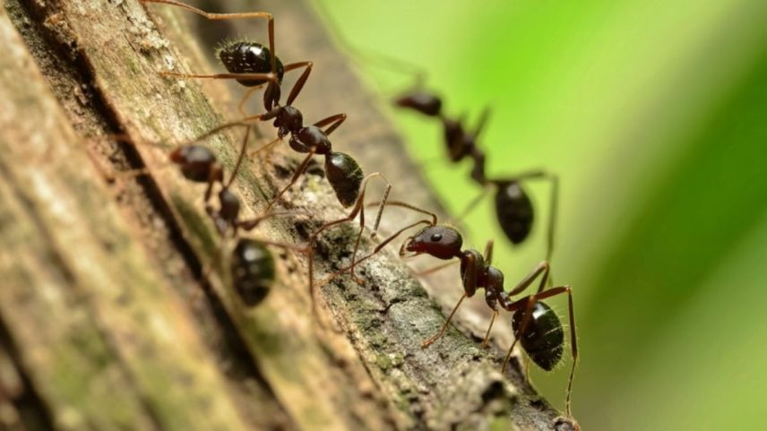 Formigas amputam patas de colegas para evitar infecção e salvar a colônia