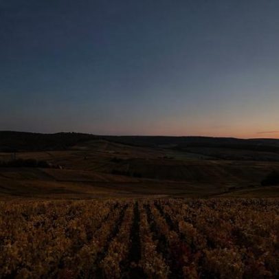 Champagne William Saintot: terroirs Premier Cru e produção familiar