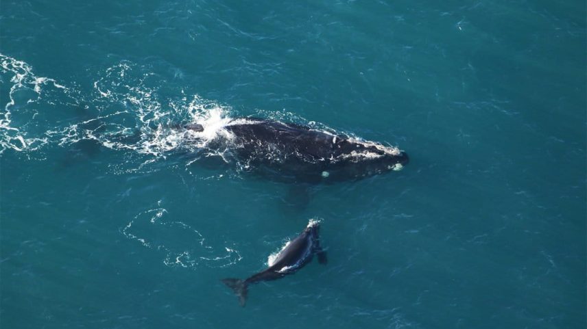 A North Atlantic right whale with her calf. Image by FWC Fish and Wildlife Research Institute via Flickr (CC BY-NC-ND 2.0).