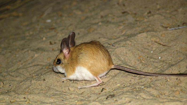 The dusky hopping-mouse (*Notomys fuscus*) of Australia burrows extensively in sand. Several Notomys species are extinct.