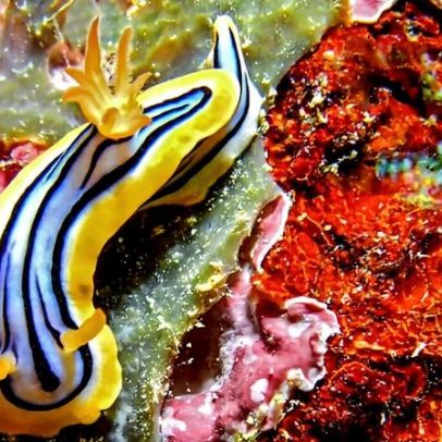 Nova ação de conservação inicia proteção dos recifes de coral em Yap