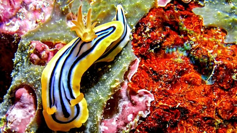 Nova ação de conservação inicia proteção dos recifes de coral em Yap