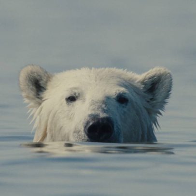 O Urso Inconveniente, vencedor de Sundance, abre a Mostra Ecofalante