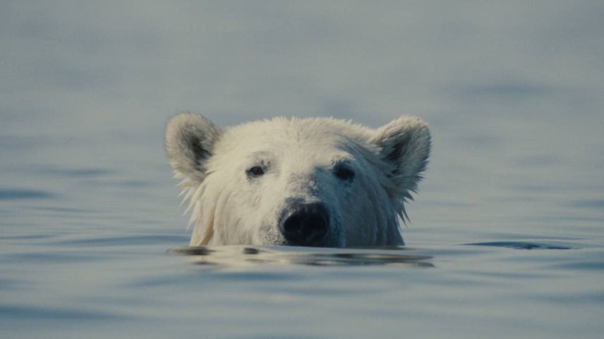Cena do filme 'O Urso Inconveniente'