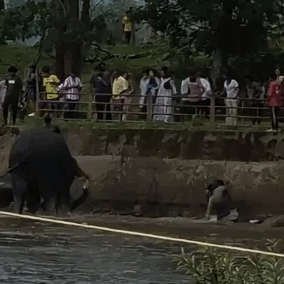 Elefantes brigam em atração turística na Índia e mulher morre