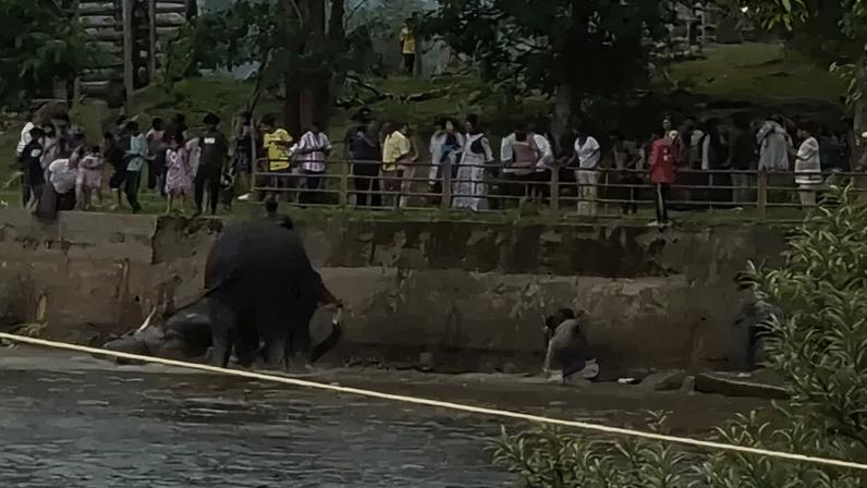 Turista foi pisoteada na água rasa do acampamento de elefantes de Dubare