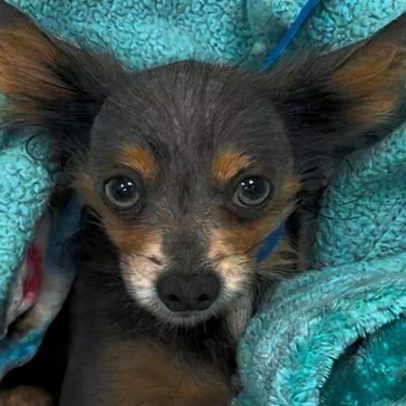 Cão de rua com fratura é tratado e colar de ouro é encontrado no estômago