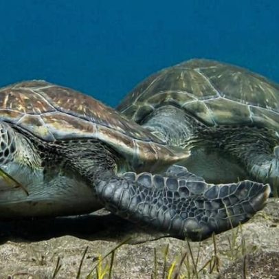 Gana cria primeira reserva marinha para proteger o oceano e o futuro