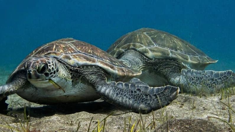 Green sea turtles (Chelonia mydas) feeding on seagrass. Image courtesy of Liam McGuire via Ocean Image Bank.